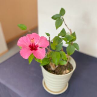 ハイビスカスが咲きました🌺
ピンクのハイビスカスの花言葉は「華やか」です。